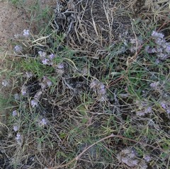 Blepharis integrifolia