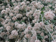 Eriogonum cinereum