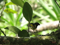 Spinus xanthogastrus