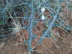Echinops echinatus