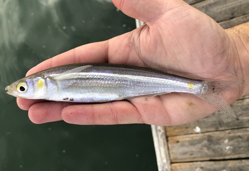 Topsmelt (Atherinops affinis) — Atherinopsidae — 2