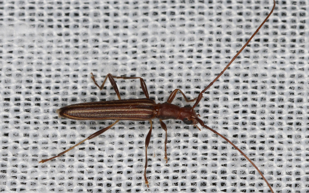 Syllitosimilis