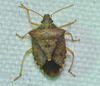 Brown Stink Bugs - Photo (c) tybird99, some rights reserved (CC BY-NC), uploaded by tybird99