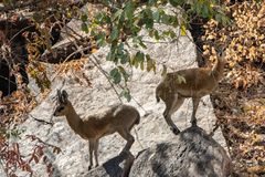 Oreotragus oreotragus stevensoni