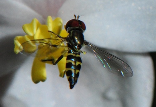Toxomerus luna