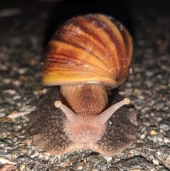 Lissachatina fulica