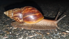 Lissachatina fulica
