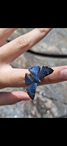 black-patch bluemark