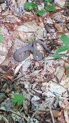Nerodia sipedon