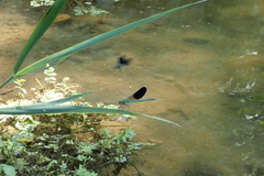 Calopteryx xanthostoma