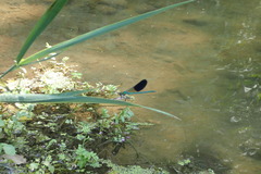 Calopteryx xanthostoma