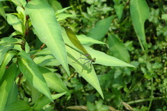 Calopteryx xanthostoma