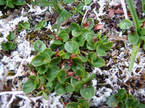 Image of Salix rotundifolia by (c) Matt Bowser, some rights reserved (CC BY)
