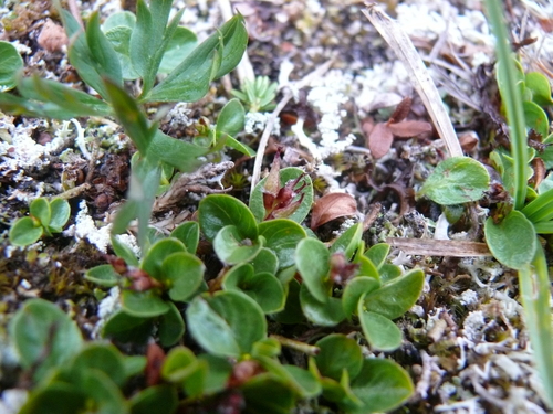 Image of Salix rotundifolia by (c) Matt Bowser, some rights reserved (CC BY)