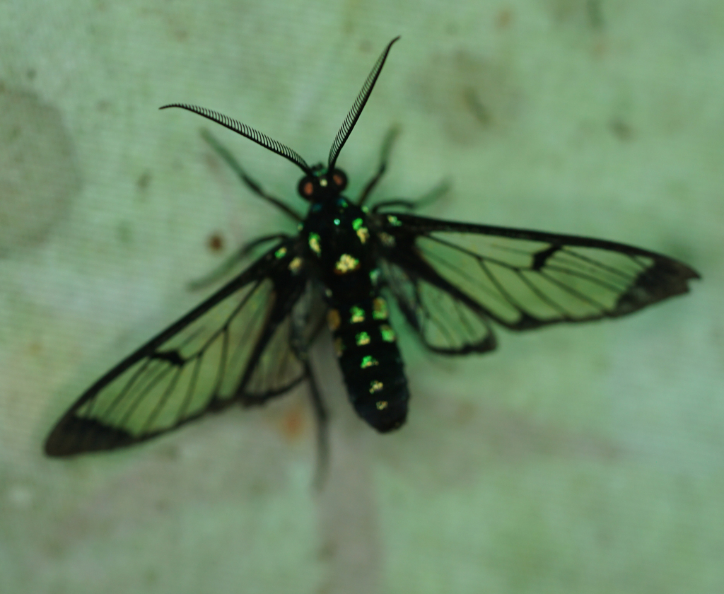 Xanthyda xanthosticta