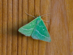 Thetidia smaragdaria