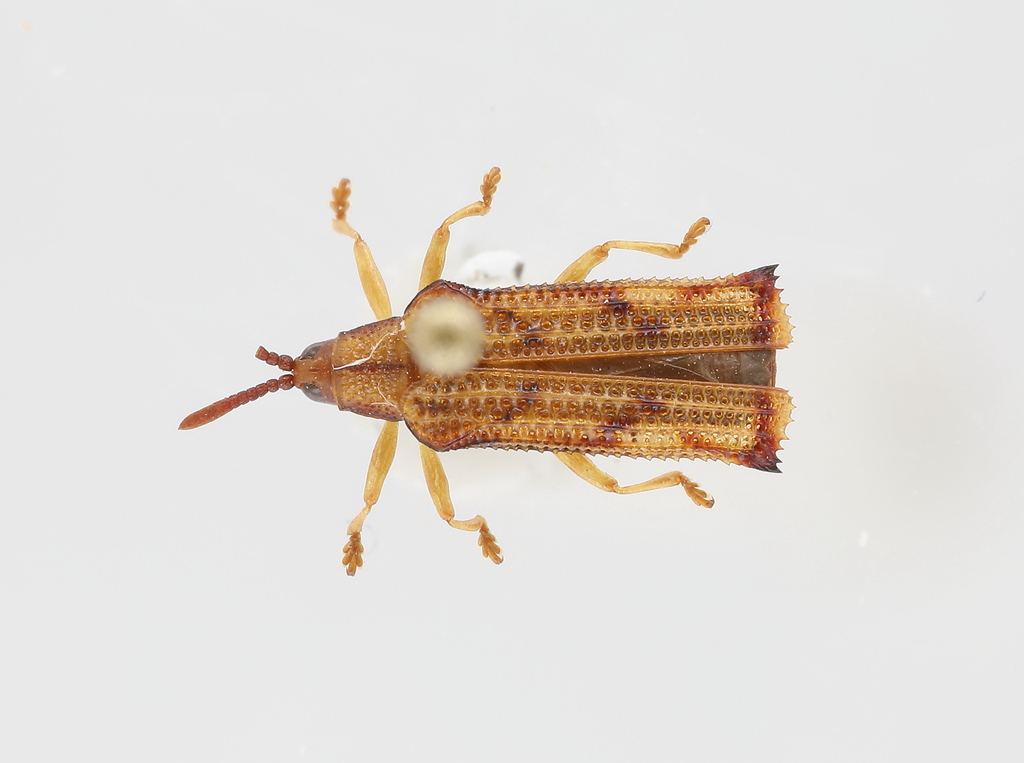 Octhispa humerosa