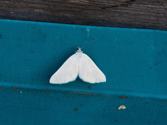 Lithostege farinata
