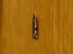 Crambus heringiellus