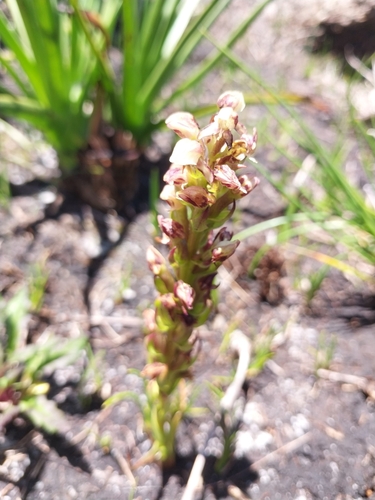 Image of Disa obtusa by (c) De Waal Hugo, some rights reserved (CC BY)