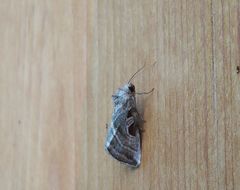 Eucarta virgo