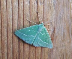 Thetidia smaragdaria