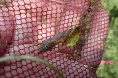 Atyaephyra desmarestii