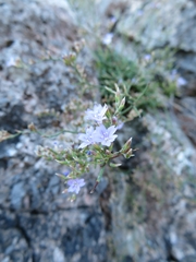 Limonium sommierianum