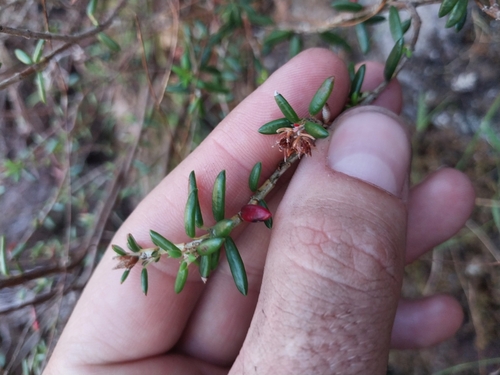 Image of Erica petiolaris by (c) De Waal Hugo, some rights reserved (CC BY)