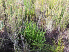 Capeobolus brevicaulis