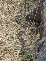 Crotalus oreganus