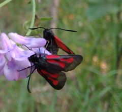 Zygaena osterodensis