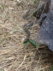 Crotalus oreganus