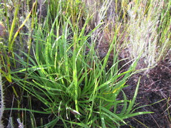 Capeobolus brevicaulis