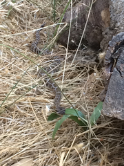 Crotalus oreganus