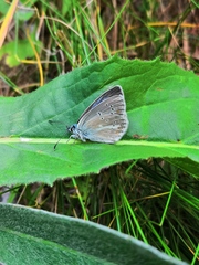 Aricia nicias