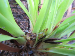 Capeobolus brevicaulis