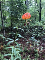 Lilium superbum