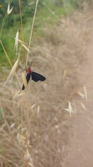 Ctenucha