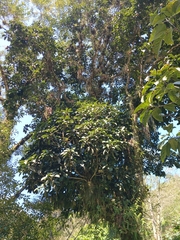 Magnolia mexicana