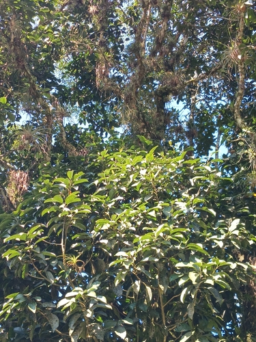 Magnolia mexicana, photograph 1