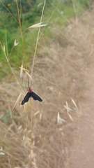Ctenucha