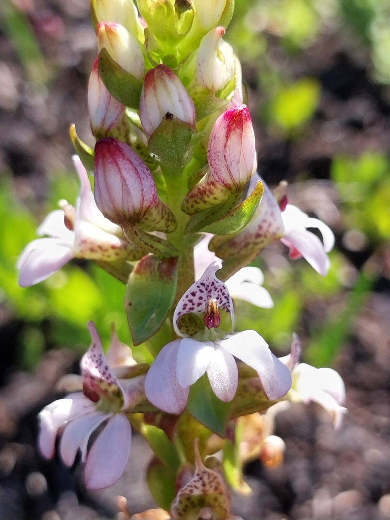 Satyrium rhynchanthum