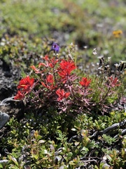 Castilleja rupicola