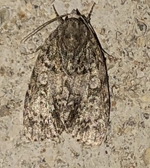 Acronicta afflicta