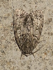 Acronicta afflicta