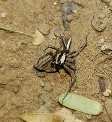 Oxyopes tridens