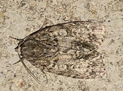 Acronicta afflicta