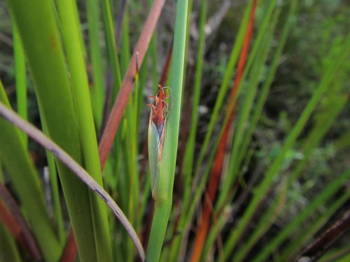 Image of Chrysitrix capensis by (c) douglaseustonbrown, some rights reserved (CC BY-SA)