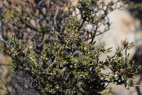 Karoo Hairdaisy (Gorteria alienata)